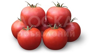 Предлагаем купить семена томата KS 835 F1 фирмы КИТАНО