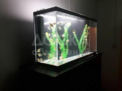 Продается аквариум с уникальными рыбками "золотые жемчужены" (холодноводные).