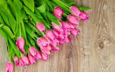 Самые низкие цены. Тюльпаны оптом из Алматы. Отличное качество. Высота от 55.