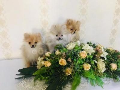 Срочно!!! Доступны к продаже немецкие шпицы (малый)