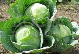 приглашаем к сотрудничеству, сельхопроизводителей