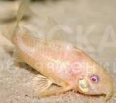 Магазин "АкваМир"