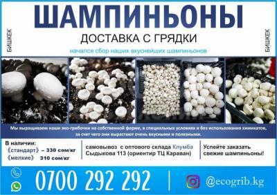 Шампиньоны в Бишкеке