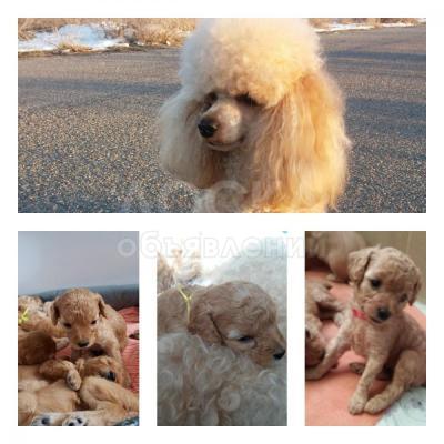 Щенки карликового пуделя.