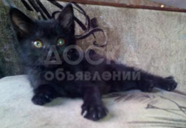 В рамках поддержки американской программы