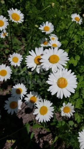 Продаю участок под строительство, 5 соток ГЭС 2.