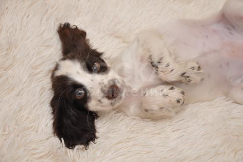 Русский охотничий спаниель