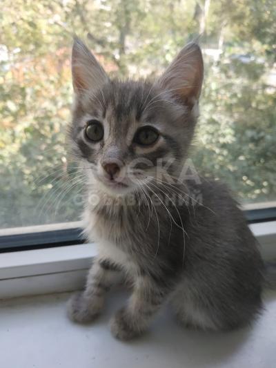 Отдам котенка