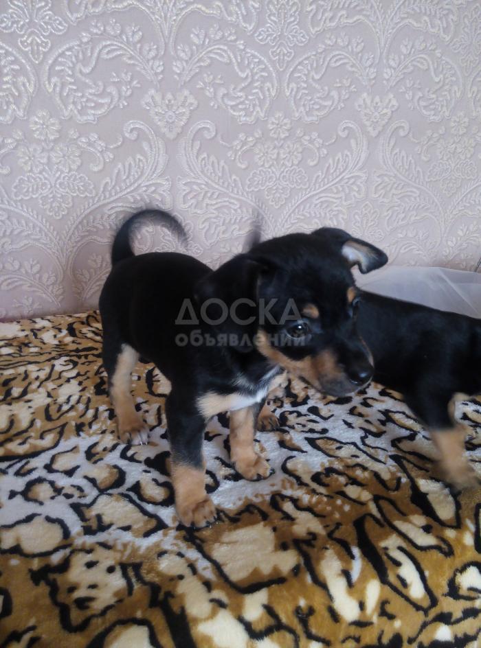 Щенки Той-терьера