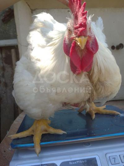 Продаём мясо бройлерных кур и домашних уток