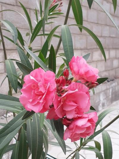 Черенки олеандра