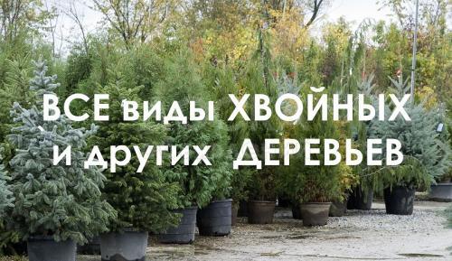 Посадочные деревья, ёлки Бесплатная ДОСТАВКА и ПОСАДКА.
Виды:
Голубая Ель, Белая Ель, Тянь Шаньская Ель
Ель Сизая, Туя, Кедр, Сосна, Пихты

Цены от 2000 сом 
Консультация дизайнера по ландшафту бесплатно 

Для заказа не обязательно приходить к нам