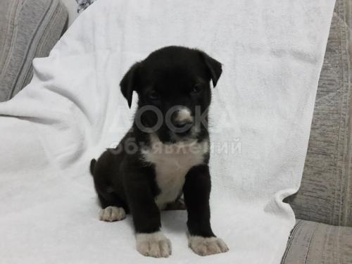 Продаю щенков Стаффа