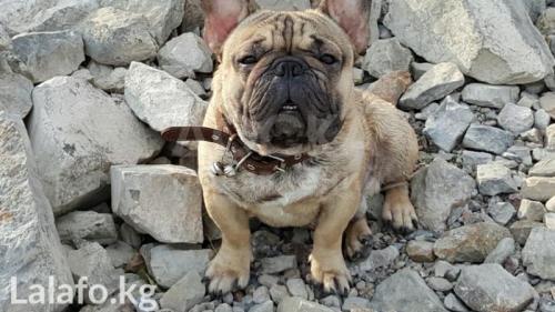 Курносые малыши Французског бульдога