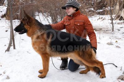 Племенной питомник немецкой овчарки «v. Ultraxwache» предлагает на продажу внука чемпиона мира 2018!