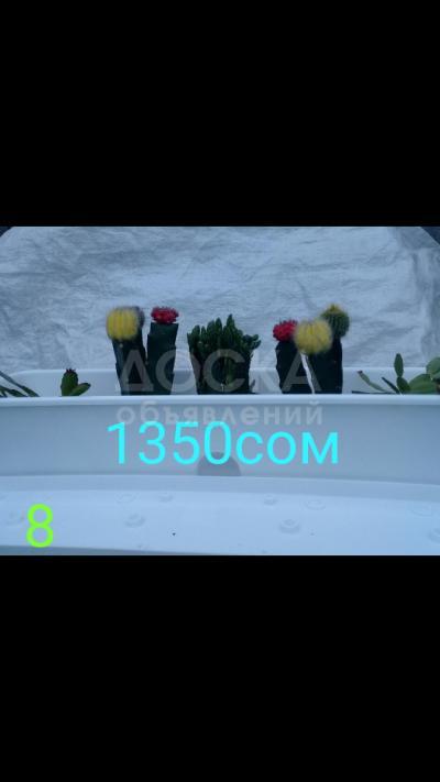 Комнатные цветы, экзотические