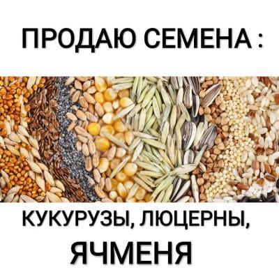Продаю семена; пшеницы, ячменя, люцерны Т: 0550506091, 0704506091
