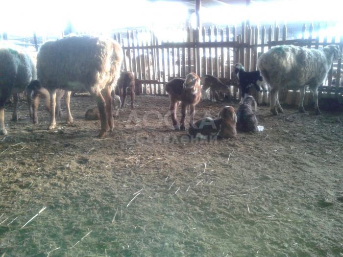 Бараны, кочкоры