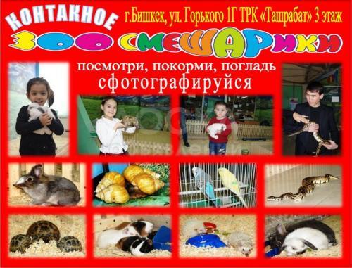 Контактный зоопарк "ЗОО СМИШАРИКИ"
