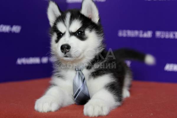 Щенки аляскинского маламута от Чемпионов