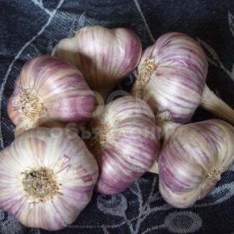 Продаётся ЧЕСНОК высокого качества