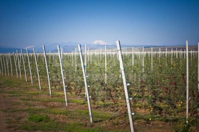 Шпалеры для интенсивного сада (столбы для ограждения и прочее)