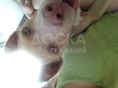 Пропала собака