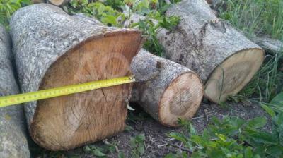 Продаю ствол Ореха длина 3 м 30 см, диаметр 80 см !