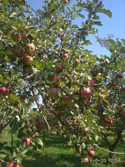 Продается яблоко оптом