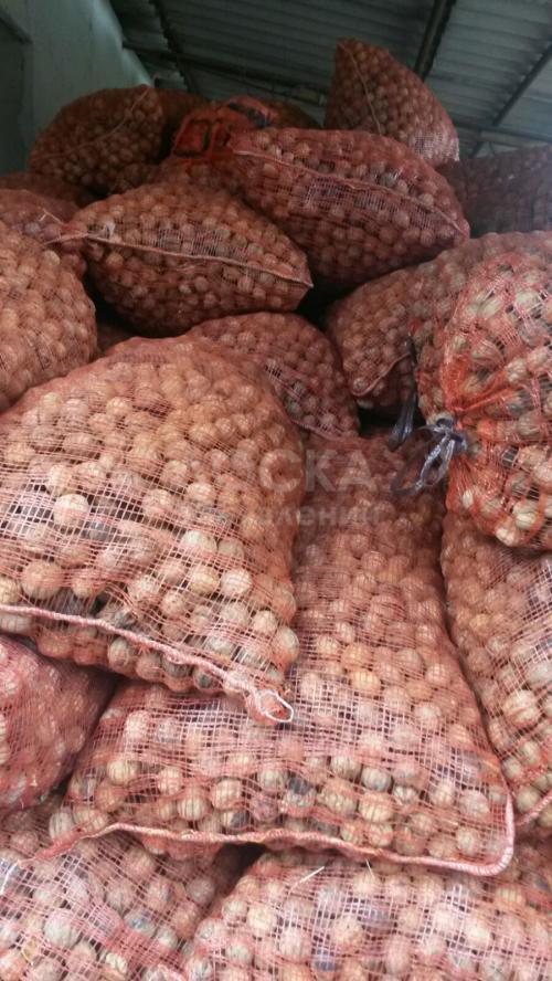 Грецкий орех