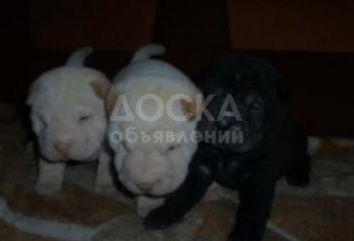 Щенки шар пея