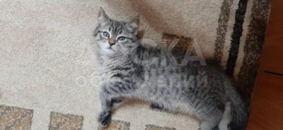 Продаются шотландские котята Scottish fold &straight.