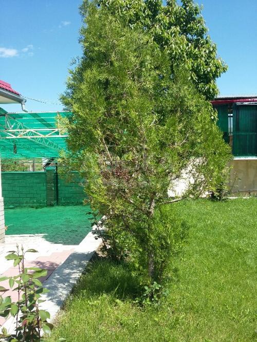 Уничтожение насекомых и вредителей