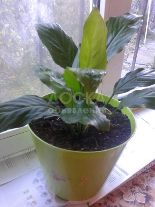 Продаю комнатные растения