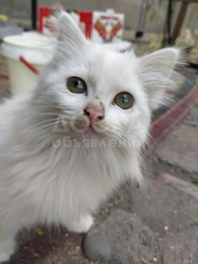 Отдам в добрые руки  бесплатно троих очаровательных дворовых котят