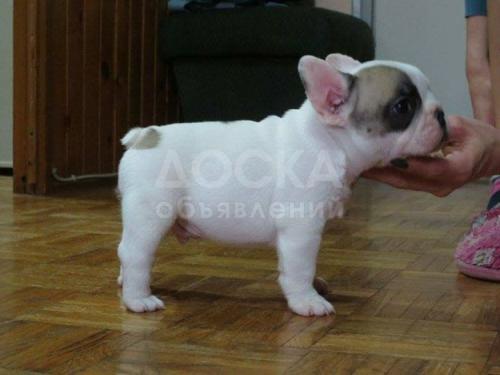 Предлагаются к продаже щенки французского бульдога