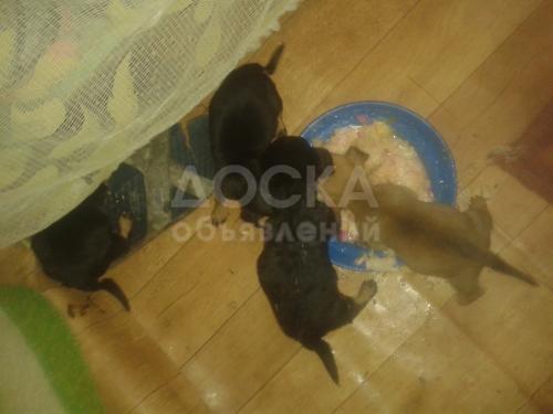 Продаю щенков таксы