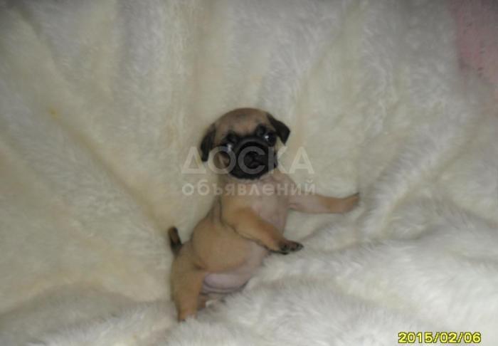 Продаются элитные щенки мопса