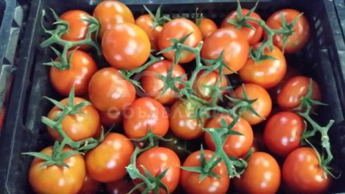 Томаты из Испании