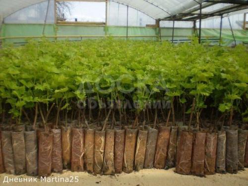 продаю саженцы винограда готовые к посадке 0555001470