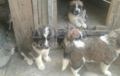 Щенки сенбернара