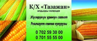 Семена кукурузы