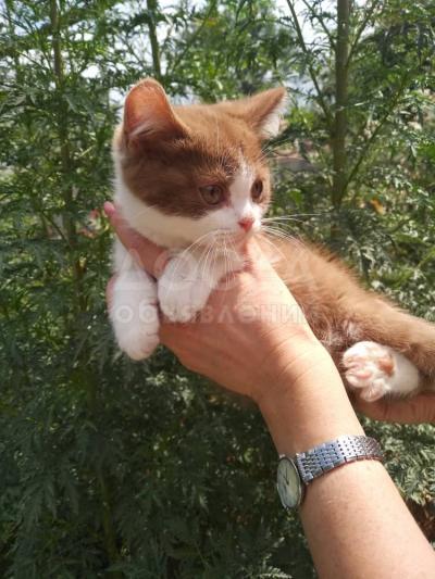 Британские котята