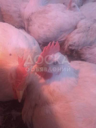 Продаю бролейров