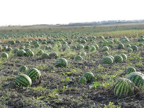 Продаю Арбузы оптом