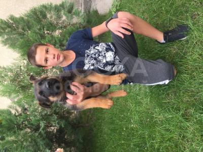 Щенок немецкой овчарки