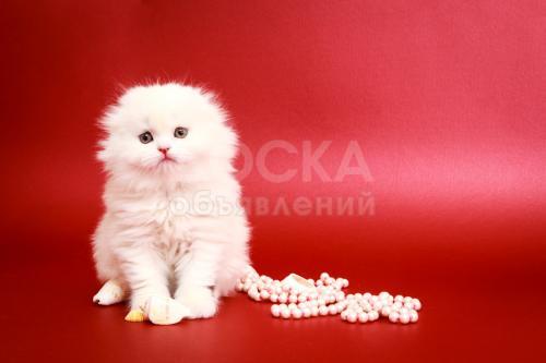 Шикарные котята шотландцы