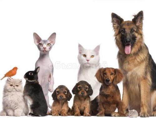 ветеринарный врач на дом круглосуточно и без выходных