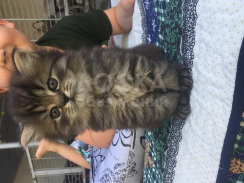 Продаются чудесные котята скоттиш Фолд и скоттиш страйт.