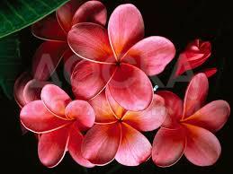 Продаю пол дома, 3-ком., 50кв. м., этаж-1, 2-сот., стена саман, село Пригородное ул Марата дом №38,